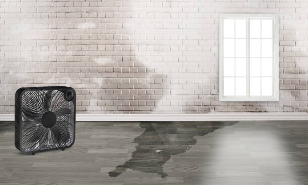 Best Professional water damage repair  in Oakley, KS